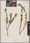 Foto von Salix aurita L.